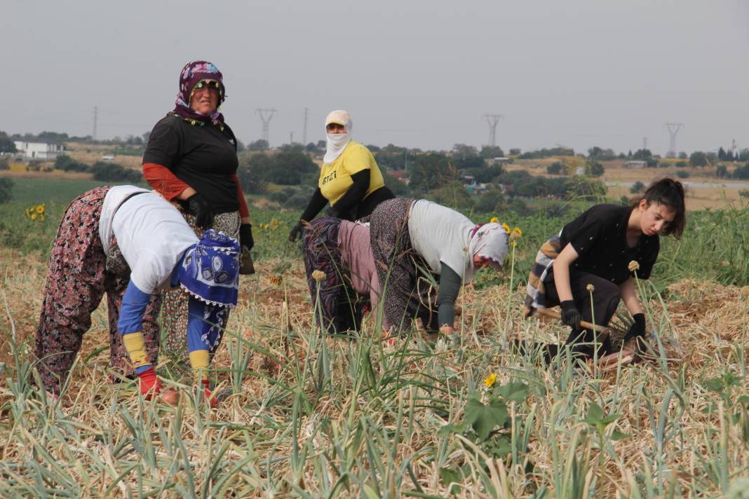 Hasadı başladı kilosu 30 TL. Şafak vakti toplanıyor Kansere kalkan oluyor - Resim: 7